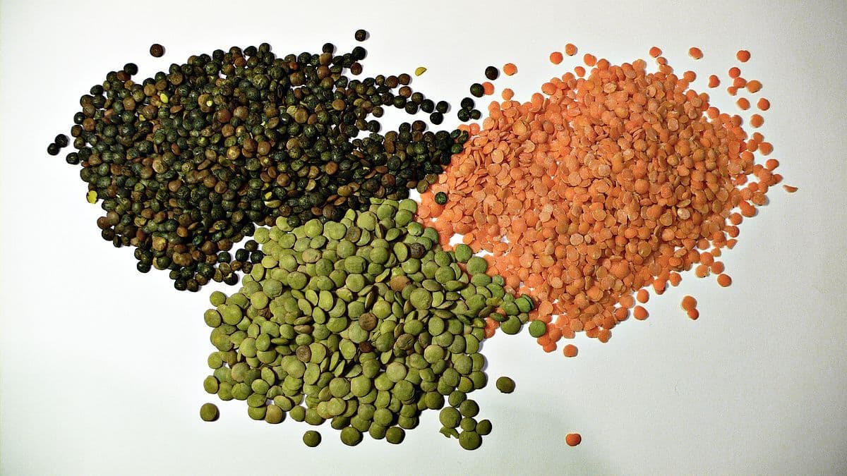 Wholesale new crop organic lentils market price